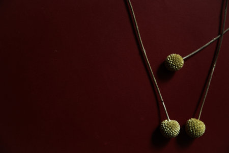 Three branches of herbarium, dry yellow craspedia on burgundy background. Flat lay, top view.