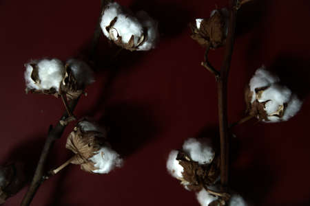 Cotton branches plant bouquet on burgundy background. Flat lay, top view.の写真素材