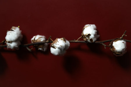 Cotton branches plant bouquet on burgundy background. Flat lay, top view.