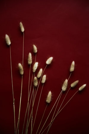 Rabbit bunny tail grass plant bouquet on burgundy background. Flat lay, top view.