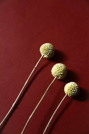 Three branches of herbarium, dry yellow craspedia on burgundy background. Flat lay, top view.