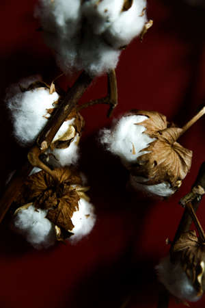 Cotton branches plant bouquet on burgundy background. Flat lay, top view.の写真素材