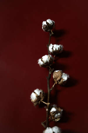 Cotton branches plant bouquet on burgundy background. Flat lay, top view.の写真素材
