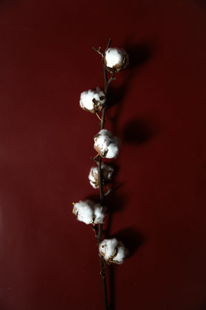 Cotton branches plant bouquet on burgundy background. Flat lay, top view.の写真素材