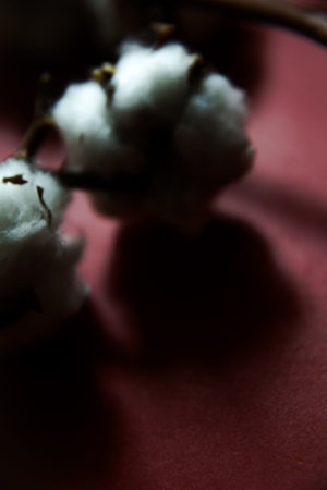 Cotton branches plant bouquet on burgundy background. Flat lay, top view.の写真素材