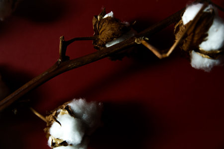 Cotton branches plant bouquet on burgundy background. Flat lay, top view.