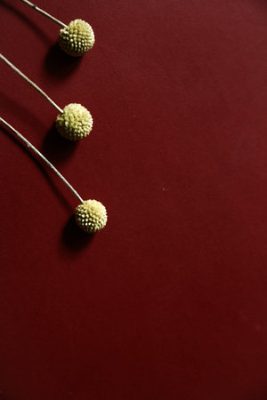 Three branches of herbarium, dry yellow craspedia on burgundy background. Flat lay, top view.の写真素材