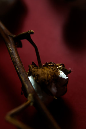 Cotton branches plant bouquet on burgundy background. Flat lay, top view.