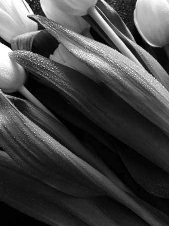 tulips close-up white on darkの写真素材