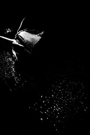 lush rosebud on wet surface, wet rose in the rainの写真素材