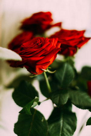bouquet of red roses, abstract floral fuzzy vintage floral background
