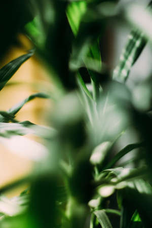 green abstract background of tropical plant leaves, silhouettes of branches close-upの写真素材