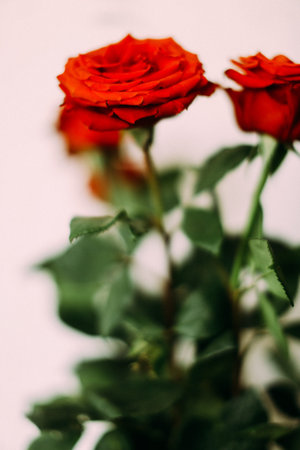 bouquet of red roses, abstract floral fuzzy vintage floral backgroundの写真素材