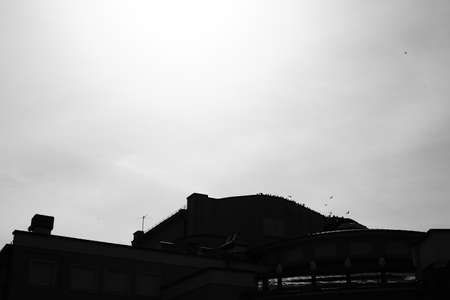 flock of birds in an urban environment, silhouettes of flying birdsの写真素材