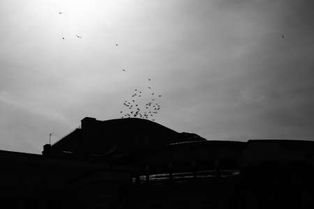flock of birds in an urban environment, silhouettes of flying birdsの写真素材