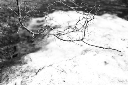 silhouettes of trees, black and white minimalistic landscape of natureの写真素材