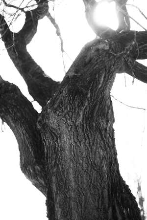 silhouettes of trees, black and white minimalistic landscape of natureの写真素材