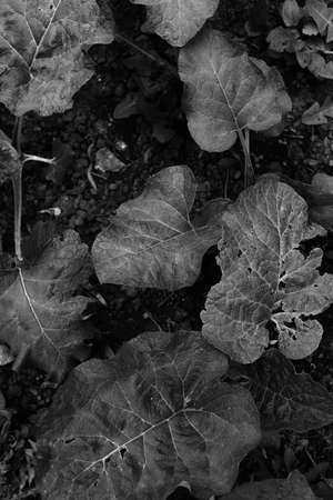 dark tropical beautiful leaves, leaf background, top viewの写真素材