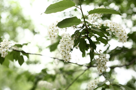 colorful spring background, white bird cherry close-up, macro photography of flowers