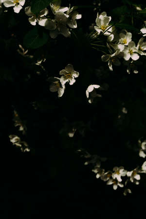abstract plant background, blooming apple tree, white inflorescences close-upの写真素材