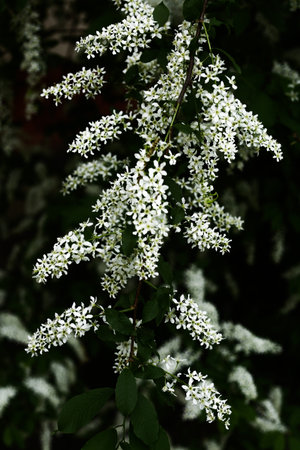 colorful spring background, white bird cherry close-up, macro photography of flowers