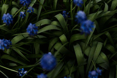 small blue flowers, abstract floral backgroundの写真素材
