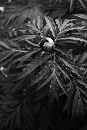 dark tropical beautiful leaves, leaf background, top viewの写真素材