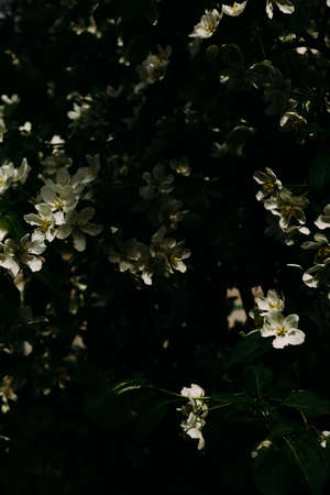 abstract plant background, blooming apple tree, white inflorescences close-upの写真素材