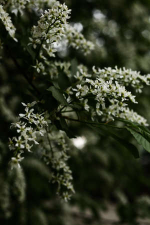 colorful spring background, white bird cherry close-up, macro photography of flowersの写真素材