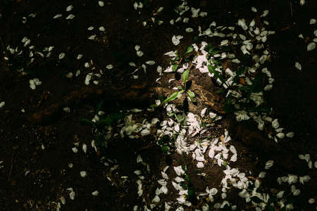 abstract plant background, blooming apple tree, white inflorescences close-upの写真素材