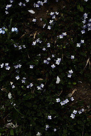 small blue flowers, abstract floral backgroundの写真素材