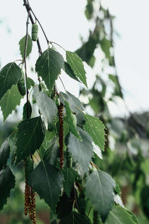 birch leaves and branches, Russian tree. Space for textの写真素材