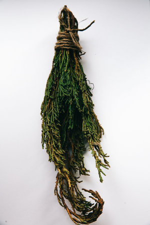 a bunch of juniper on a neutral backgroundの写真素材
