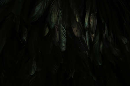 abstract background of dark feathers, rainbow highlights on the plumageの写真素材