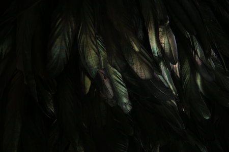 abstract background of dark feathers, rainbow highlights on the plumageの写真素材