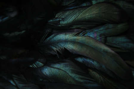 abstract background of dark feathers, rainbow highlights on the plumageの写真素材