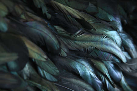 abstract background of dark feathers, rainbow highlights on the plumageの写真素材