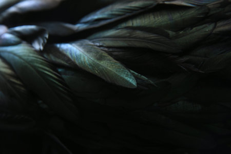 abstract background of dark feathers, rainbow highlights on the plumageの写真素材