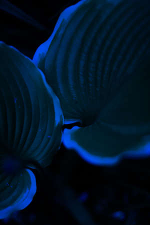 blue floral beautiful abstract defocused backgroundの写真素材