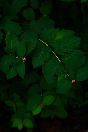 Green leaves texture. Natural summer background.