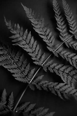 stylish black and white photo of a forest fernの写真素材