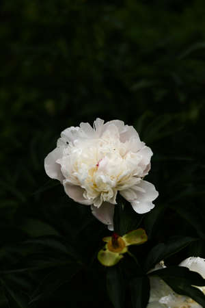 white flowers on a dark background, summer gloomy vegetable background with soft camera focusの写真素材