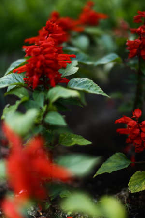summer floral pattern of red plants, soft focus backgroundの写真素材