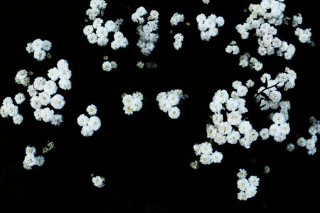 white flowers on a dark background, summer gloomy vegetable background with soft camera focus