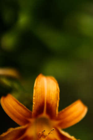 macrophotography of an orange tiger lily, soft focusの写真素材