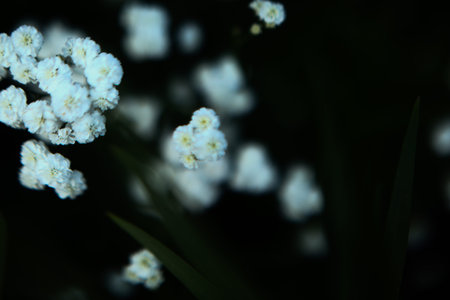 white flowers on a dark background, summer gloomy vegetable background with soft camera focus