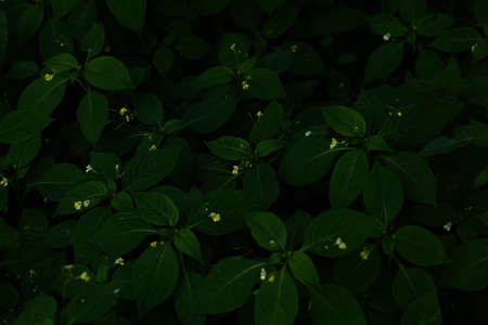 abstract dark green plant background, fuzzy background soft focus, place for textの写真素材