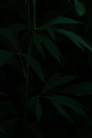 abstract dark green plant background, fuzzy background soft focus, place for textの写真素材