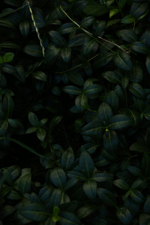 abstract dark green plant background, fuzzy background soft focus, place for text