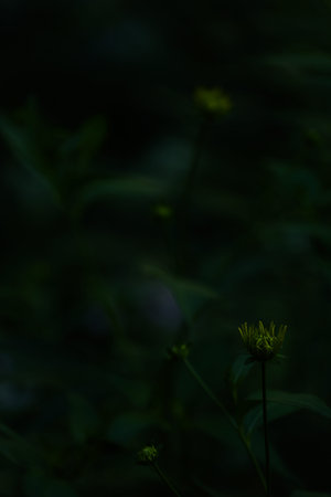 abstract dark green plant background, fuzzy background soft focus, place for text
